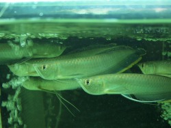 『ＳＯＬＤ　ＯＵＴ』　ワイルド　ブラックアロワナ