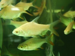 『ＳＯＬＤ　ＯＵＴ』　アルビノ　レッドフィンバルブ