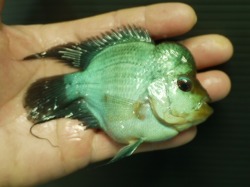 『ＳＯＬＤ　ＯＵＴ』　フラワーホーンタイシルク