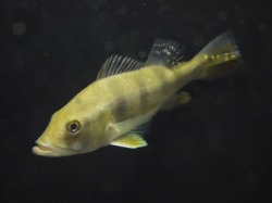 『ＳＯＬＤ　ＯＵＴ』　キクラ　モノクルス