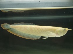 『ＳＯＬＤ　ＯＵＴ』　アルビノシルバーアロワナ