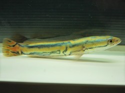 『ＳＯＬＤ　ＯＵＴ』　極美個体！！　トーマン　エマス