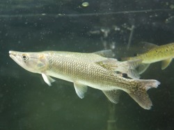 『ＳＯＬＤ　ＯＵＴ』　アフリカンパイクカラシン