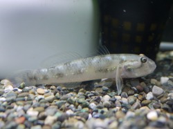 『ＳＯＬＤ　ＯＵＴ』　ブルースポットゴビー