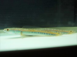 『ＳＯＬＤ　ＯＵＴ』　コブラスネークヘッド　インド産