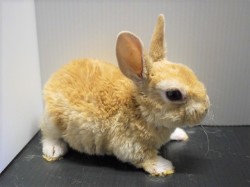 『ＳＯＬＤ　ＯＵＴ』　ニレッキスラビット　女の子