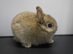 『ＳＯＬＤ　ＯＵＴ』　ネザーランドドワーフラビット　女の子