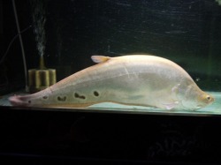 熱帯魚 古代魚 アルビノピュアホワイトスポットナイフ 美個体