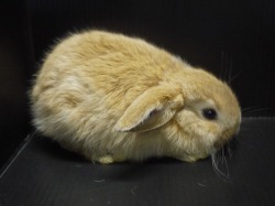 『ＳＯＬＤ　ＯＵＴ』　ロップイヤーラビット　女の子