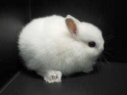 『ＳＯＬＤ　ＯＵＴ』　ネザーランドドワーフラビット　女の子