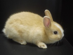 『ＳＯＬＤ　ＯＵＴ』　ミニうさぎ　男の子