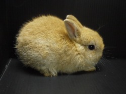 『ＳＯＬＤ　ＯＵＴ』　ネザーランドドワーフラビット　女の子