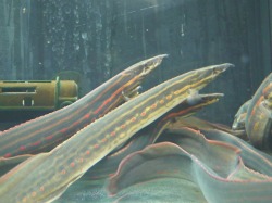 『ＳＯＬＤ　ＯＵＴ』　ファイヤースパイニーイール