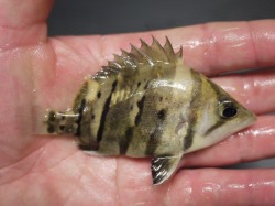 『ＳＯＬＤ　ＯＵＴ』　ダトニオプラスワン