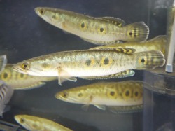 『ＳＯＬＤ　ＯＵＴ』　フラワートーマン