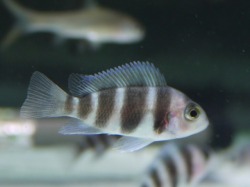 『ＳＯＬＤ　ＯＵＴ』　フロントーサ