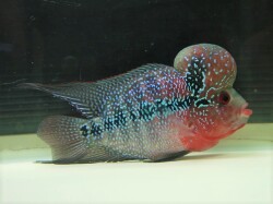 『ＳＯＬＤ　ＯＵＴ』　フラワーホーン　