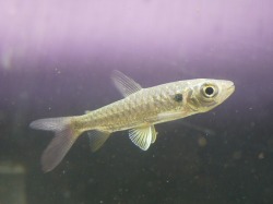 『ＳＯＬＤ　ＯＵＴ』　イエローピンクテールカラシン