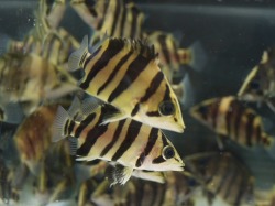 『ＳＯＬＤ　ＯＵＴ』　対称バンド　ダトニオプラスワン