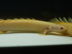 『ＳＯＬＤ　ＯＵＴ』　アルビノ　ポリプ　セネガル