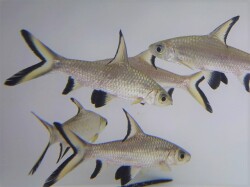 『ＳＯＬＤ　ＯＵＴ』　シルバーシャーク