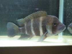 『ＳＯＬＤ　ＯＵＴ』　フロントーサ