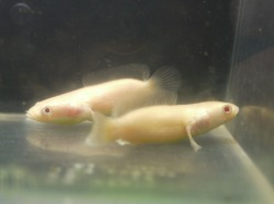 アルビノプラーチョンウルトラショートボディ