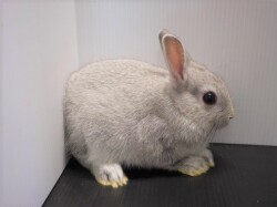 『ＳＯＬＤ　ＯＵＴ』　ミニうさぎ　女の子