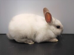 『ＳＯＬＤ　ＯＵＴ』　ミニうさぎ　女の子