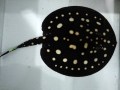 『ＳＯＬＤ　ＯＵＴ』　繁殖を目指す方に！　ポルカドット　♂　