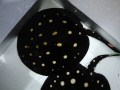 繁殖を目指す方に！　ポルカドット　♀　