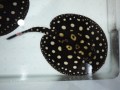 『ＳＯＬＤ　ＯＵＴ』　ダイヤモンドポルカ　♀