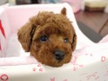 『ＳＯＬＤ　ＯＵＴ』　トイ・プードル