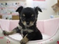 『ＳＯＬＤ　ＯＵＴ』チワワ（ロングコート）