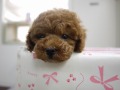 『ＳＯＬＤ　ＯＵＴ』トイプードル