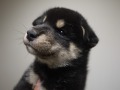 『ＳＯＬＤ　ＯＵＴ』柴犬