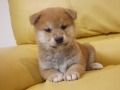 『ＳＯＬＤ　ＯＵＴ』柴犬