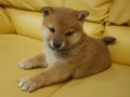 『ＳＯＬＤ　ＯＵＴ』柴犬