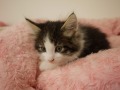 『ＳＯＬＤ　ＯＵＴ』ノルウェージャン・フォレストキャット
