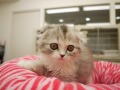 『ＳＯＬＤ　ＯＵＴ』　スコティッシュホールド　特価！！