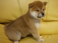 『ＳＯＬＤ　ＯＵＴ』　柴犬