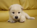 『ＳＯＬＤ　ＯＵＴ』柴犬