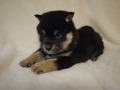 『ＳＯＬＤ　ＯＵＴ』柴犬