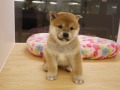 『ＳＯＬＤ　ＯＵＴ』　柴犬