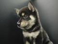 『ＳＯＬＤ　ＯＵＴ』　柴犬