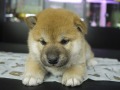 『ＳＯＬＤ　ＯＵＴ』　柴犬　男の子