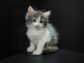 『ＳＯＬＤ　ＯＵＴ』　ノルウェージャン・フォレストキャット　女の子