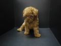 『ＳＯＬＤ　ＯＵＴ』　トイ・プードル　男の子