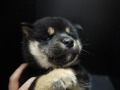 『ＳＯＬＤ　ＯＵＴ』　柴犬　女の子
