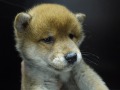 SOLD OUT柴犬　女の子